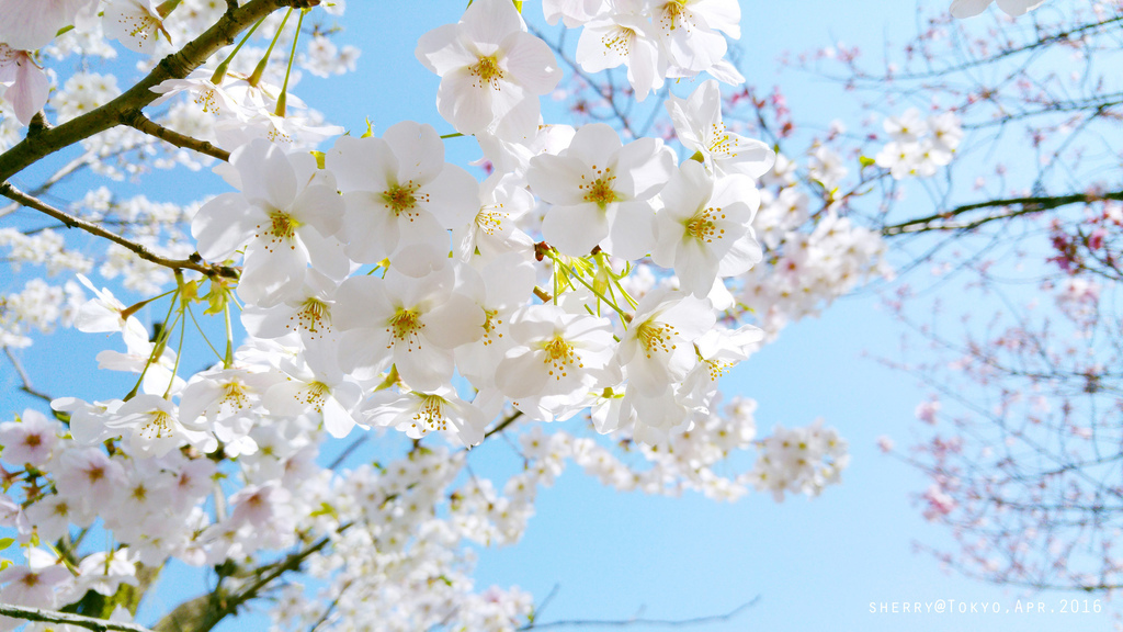 20160329_105137.jpg 20160329_105137.jpg