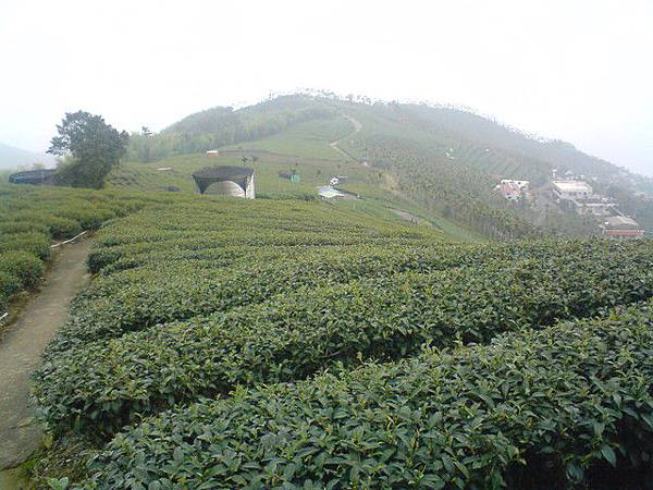 梅山茶園