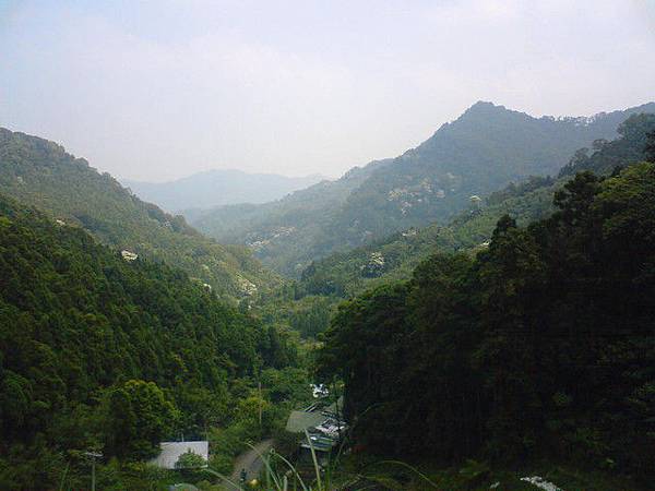 新竹關西山上 油桐花