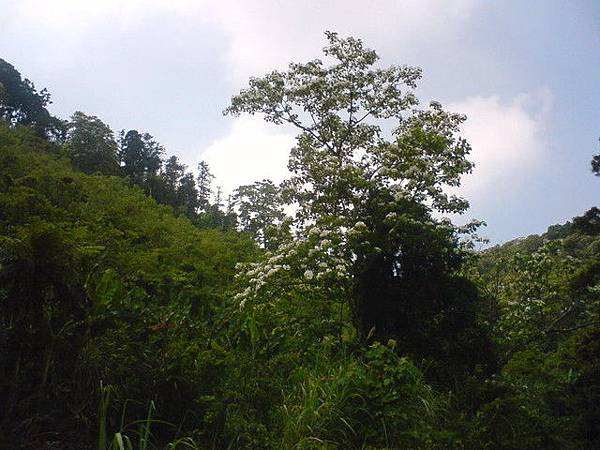 新竹關西山上 油桐花
