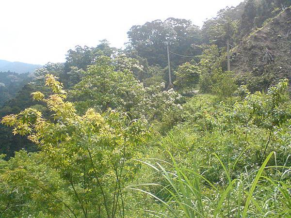 新竹關西山上 －油桐花