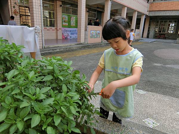 九層塔炒蛋前置作業-剪菜 (26).JPG