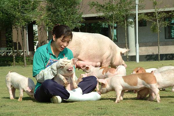 非基改飼料