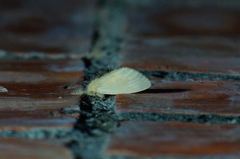 DSC08741 DSC08741