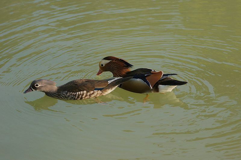 DSC05694 DSC05694