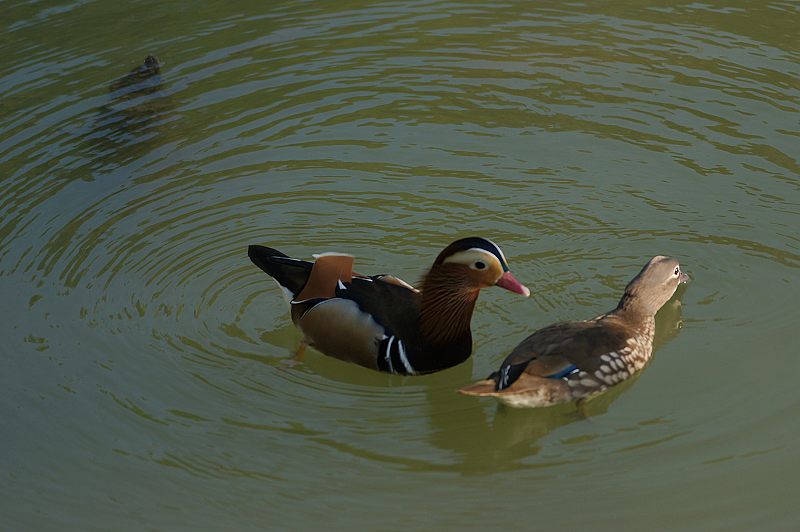 DSC05700 DSC05700