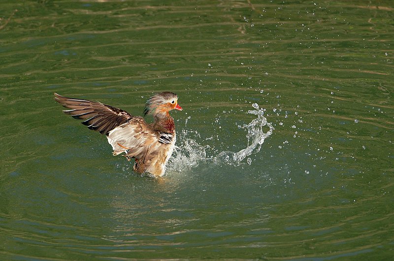 DSC05565 DSC05565