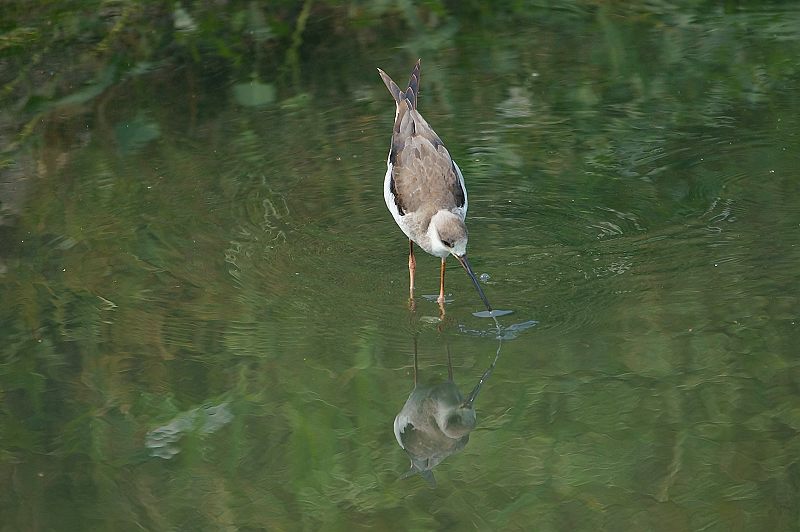 DSC034 DSC034