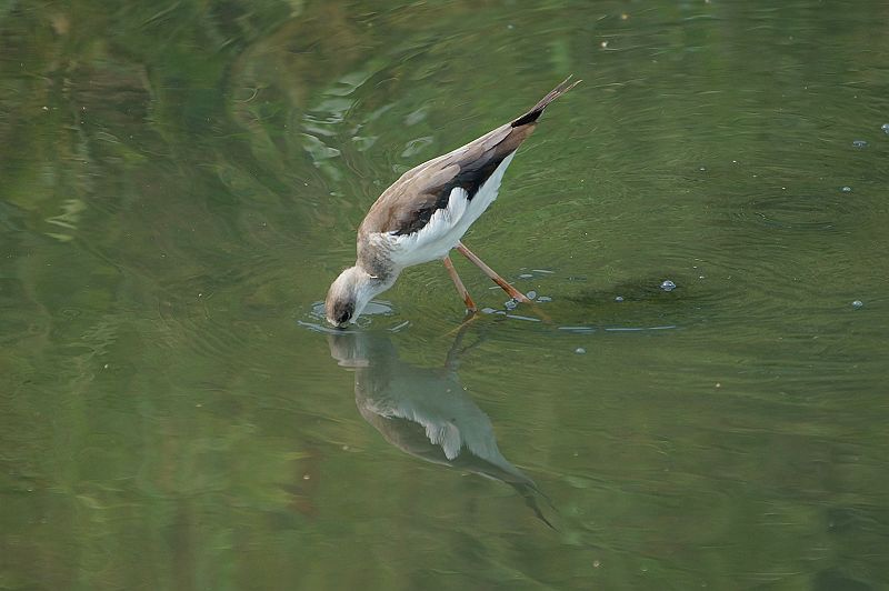 DSC041 DSC041