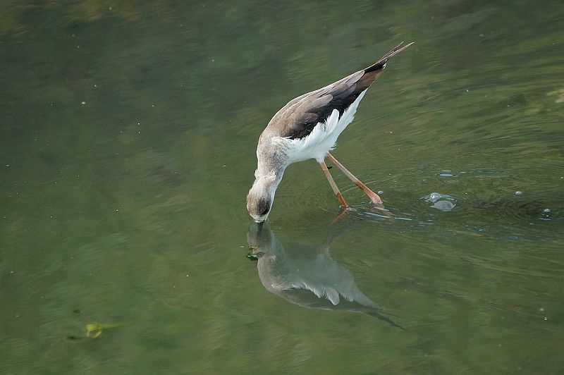DSC049 DSC049