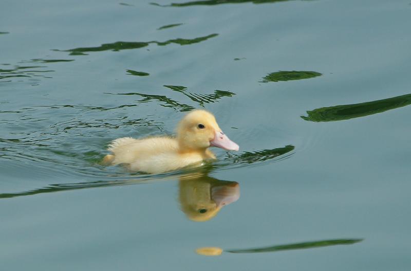 DSC040 DSC040