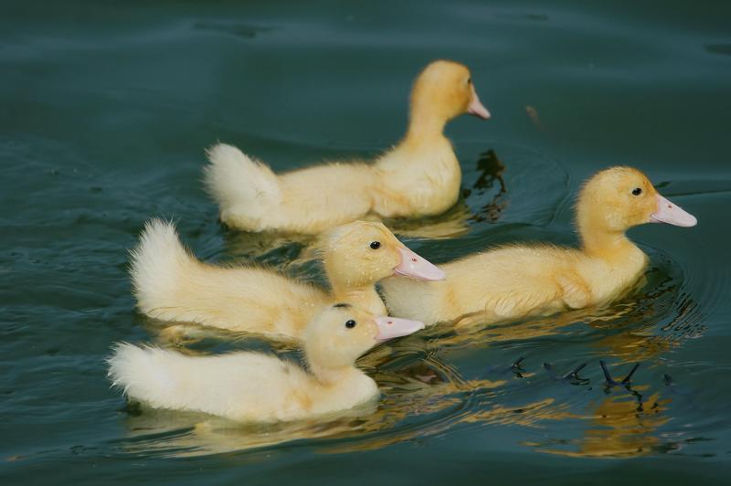 DSC045 DSC045