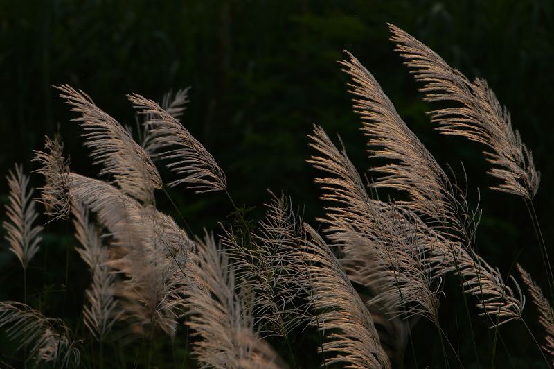 DSC050 DSC050
