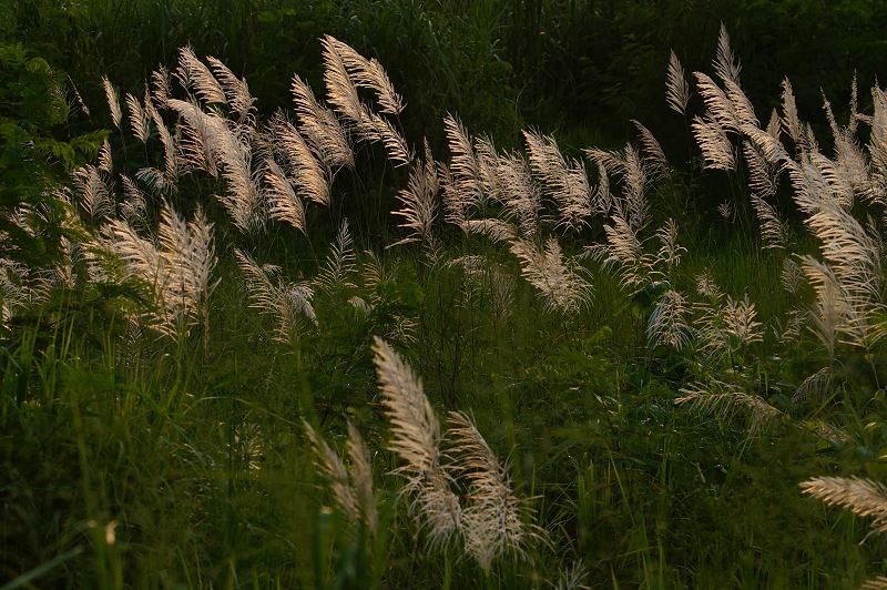 DSC049 DSC049