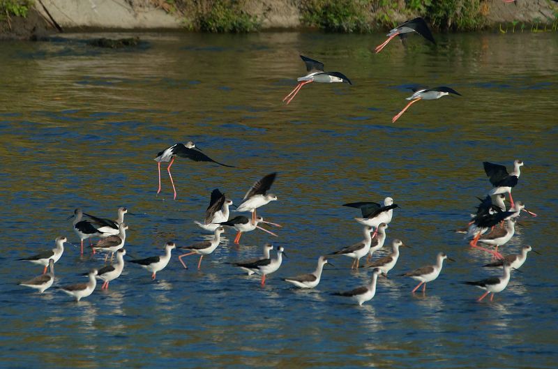 DSC065 DSC065