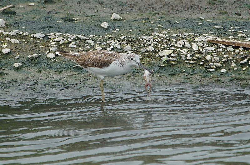 DSC0246 DSC0246