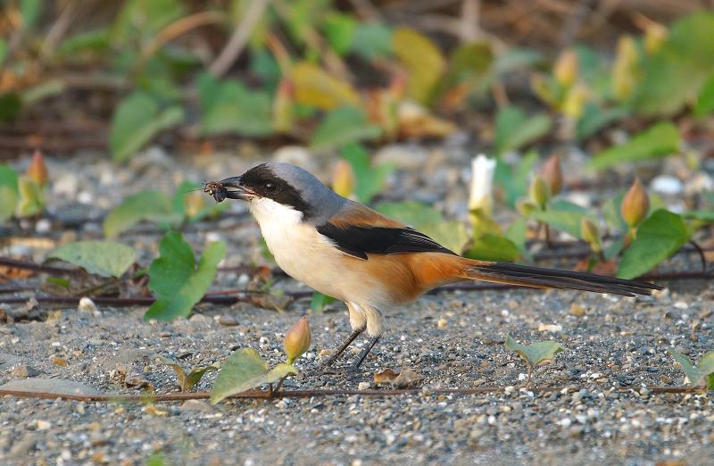 DSC009 DSC009