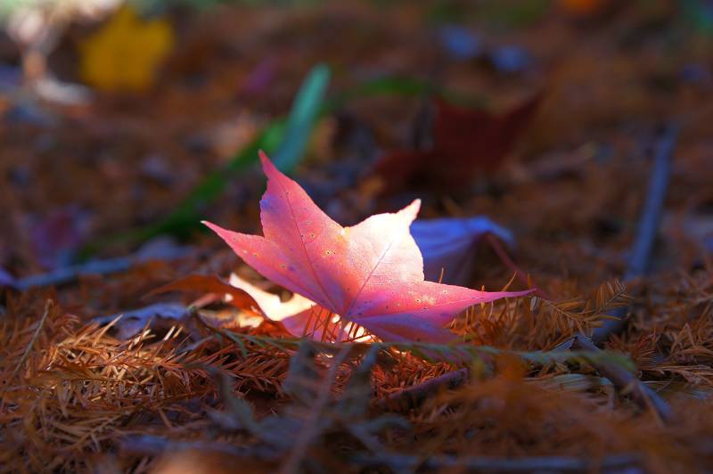 DSC0094 DSC0094
