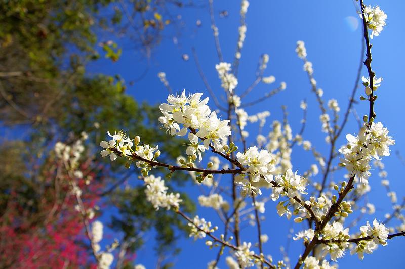 DSC099351 DSC099351