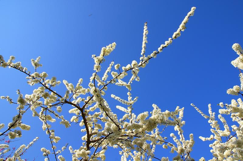 DSC000481 DSC000481