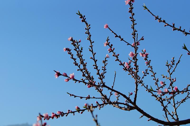 DSC074401 DSC074401