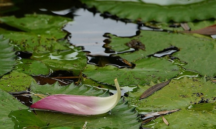 DSC004 DSC004