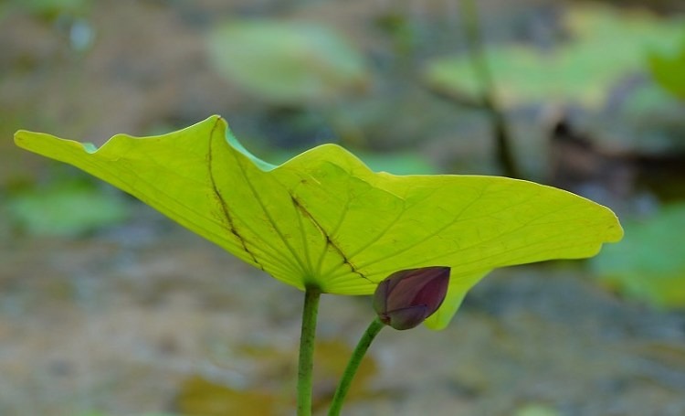 DSC005 DSC005