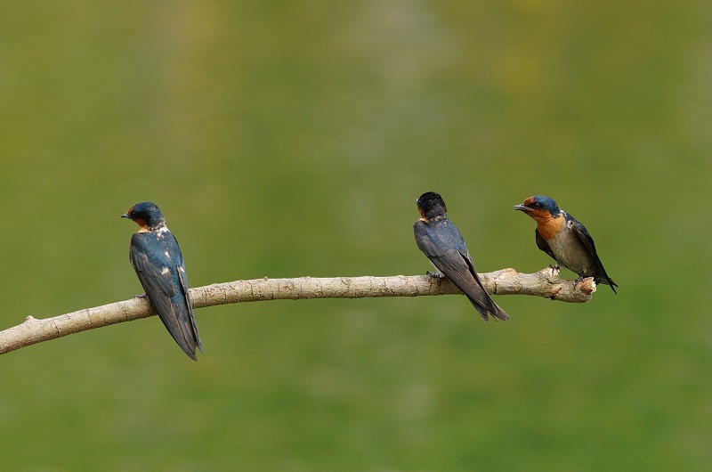 DSC038540 DSC038540