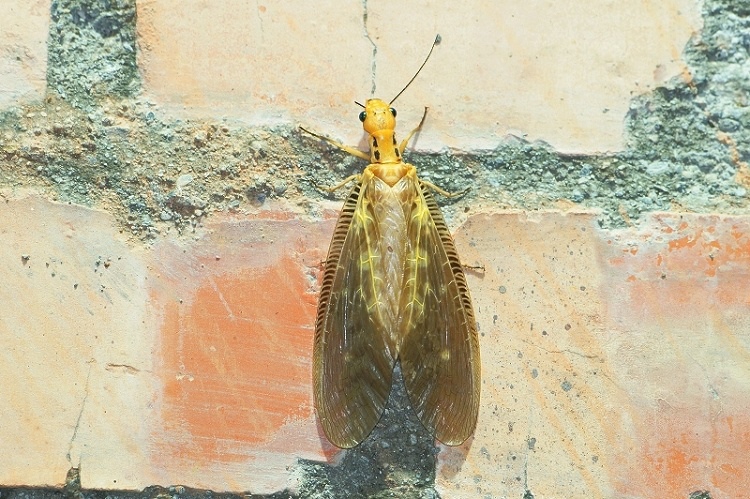 DSC06 DSC06