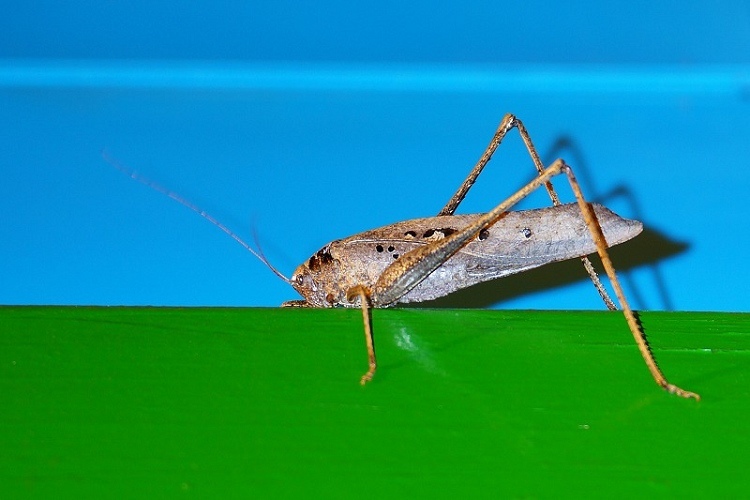 DSC03 DSC03