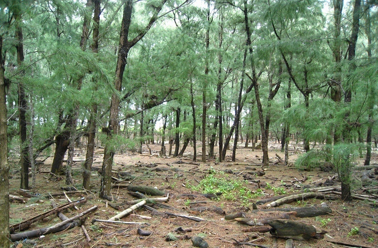 dsc06 dsc06