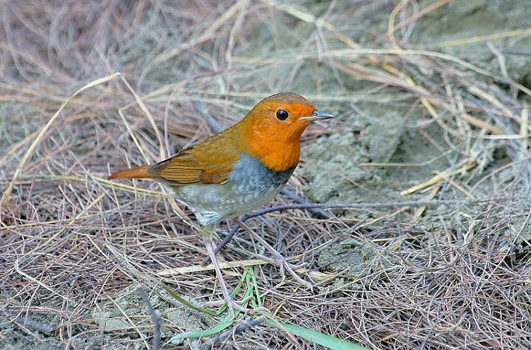 DSC09 DSC09