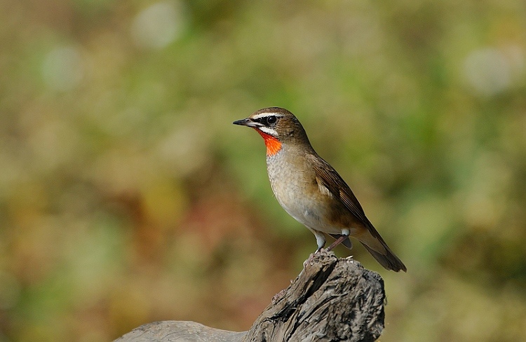 DSC02 DSC02