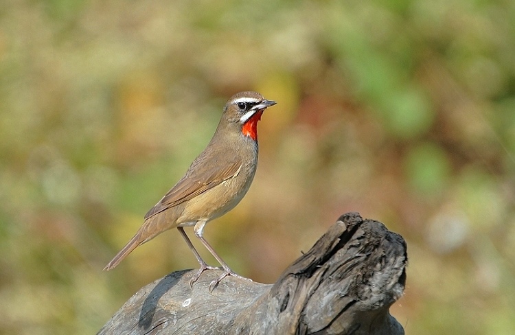 DSC03 DSC03
