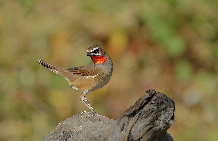 DSC04 DSC04