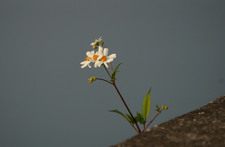 DSC014 DSC014