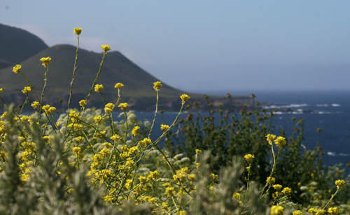 Monterey-Big Sur-1.jpg