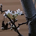 Cherry Blossom1.jpg