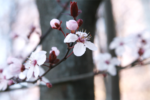 Cherry Blossom3.jpg