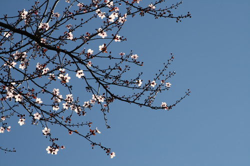 Cherry Blossom2.jpg