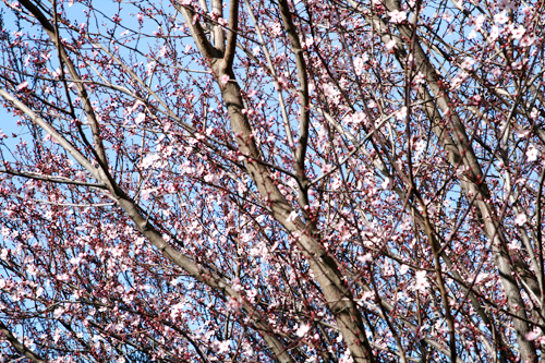 Cherry Blossom5.jpg