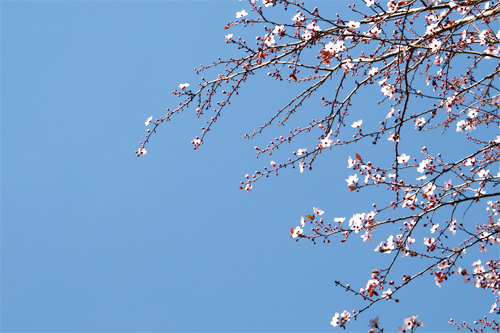 Cherry Blossom10.jpg