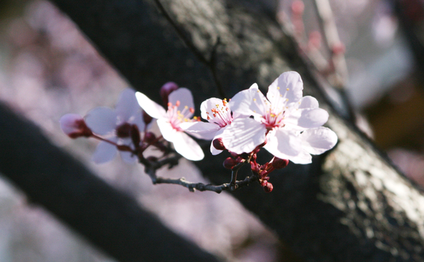 Cherry Blossom12.jpg