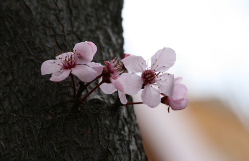 flower2.jpg