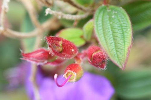 flower3.jpg