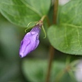 flower4.jpg