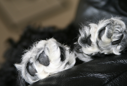 paw4.jpg