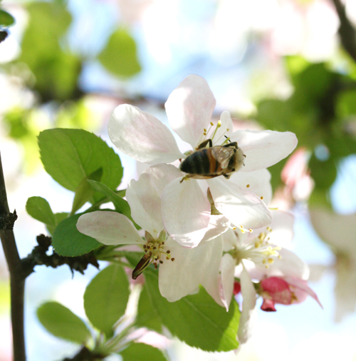 flowernbee2.jpg
