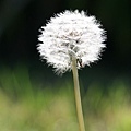 Dandelion1.jpg