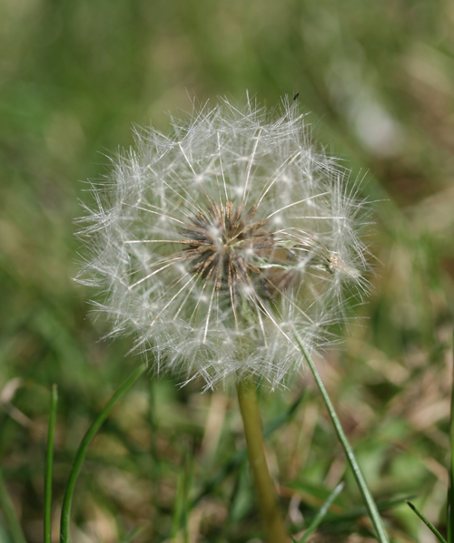 Dandelion2.jpg